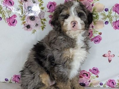 Boy Wesley— Big Personality, Bigger Cuddles!