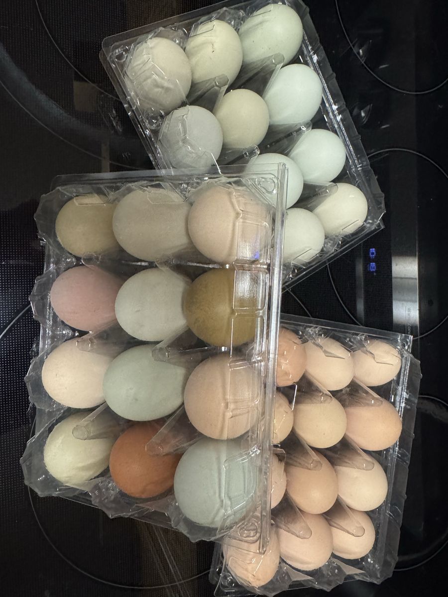 Fresh fertilized chicken eggs