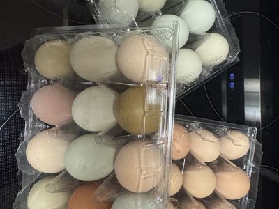 Fresh fertilized chicken eggs