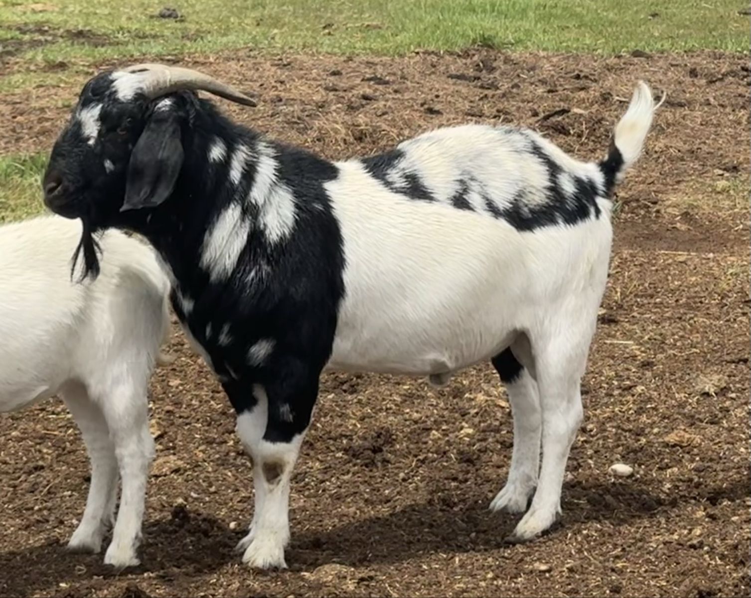 Boer buck