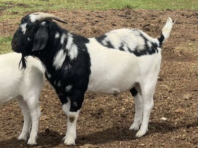 Boer buck