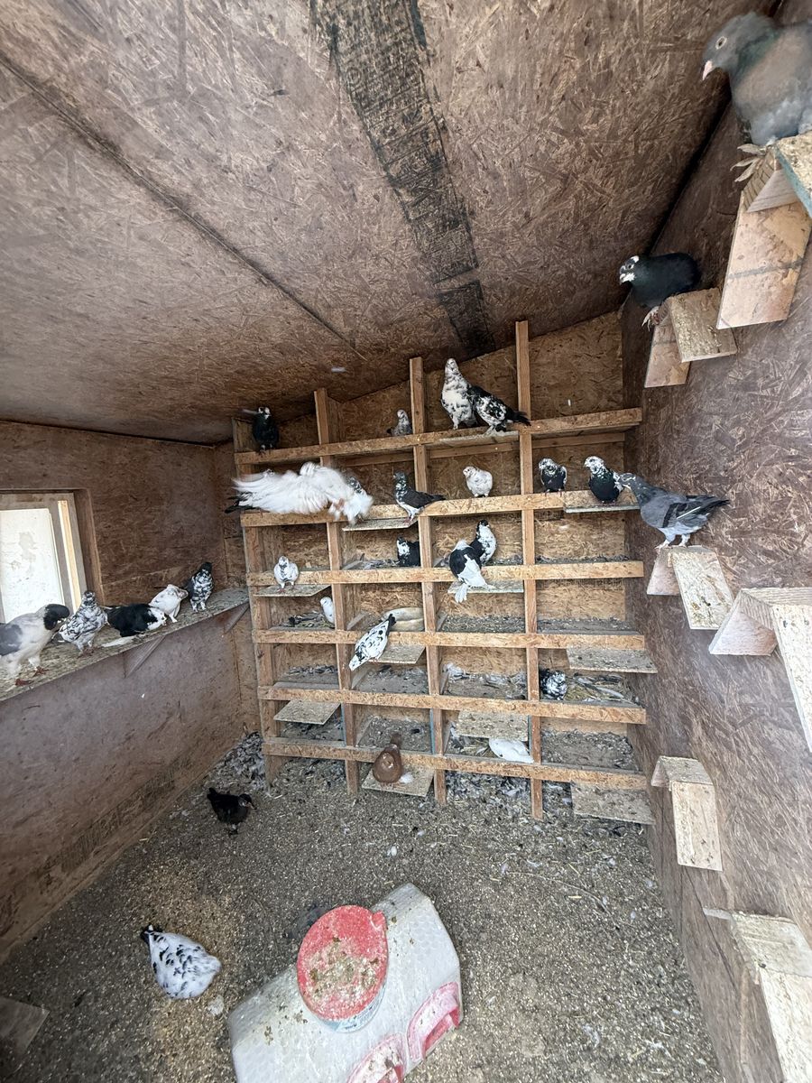 Various Breeds of Pigeons for Sale - Live Birds