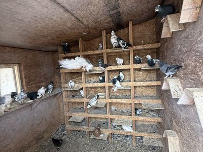 Various Breeds of Pigeons for Sale - Live Birds