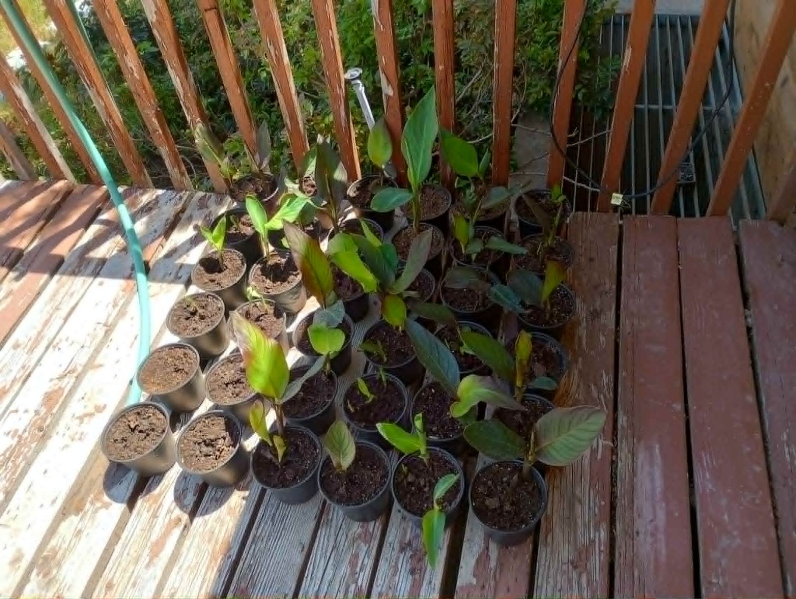 Canna Lilies (Potted Plants)
