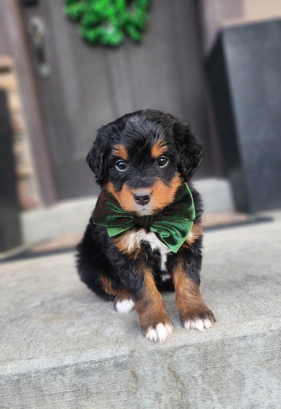 Small Mini Bernedoodle Male