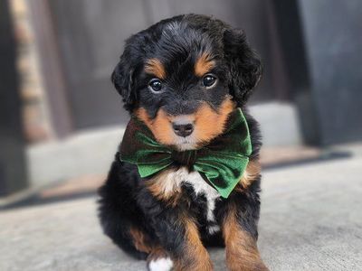 Small Mini Bernedoodle Male