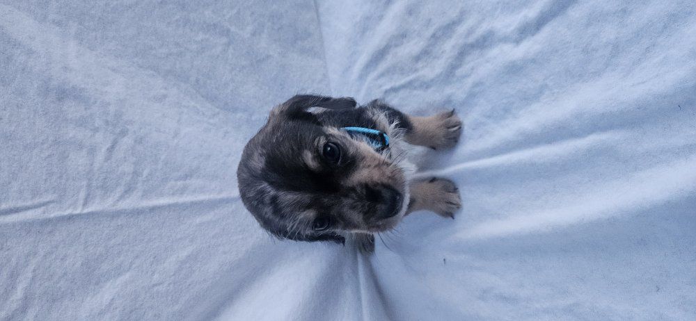 10 dachshund / schnauzer puppys
