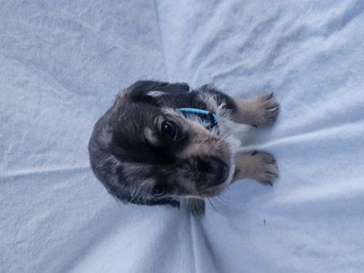 10 dachshund / schnauzer puppys