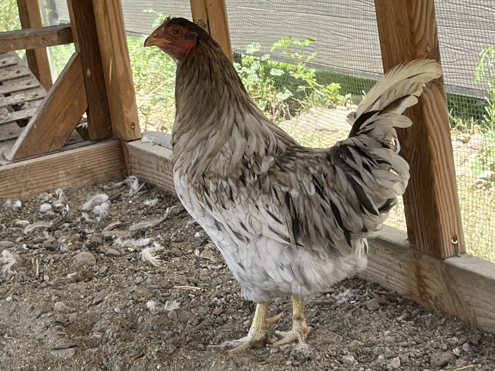 Sapphire splash rooster