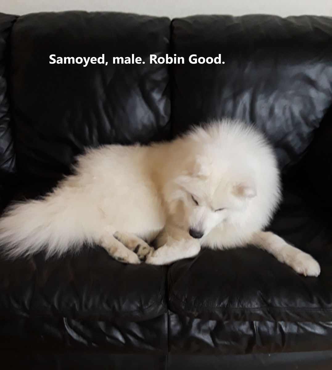 AKC, DNA, OFA DONE EXTRA FLUFFY SAMOYED STUD, GRAND CHAMPIONS LINES