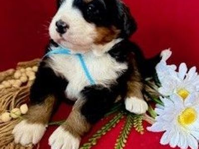 Utah Bred and Born Bernese Mountain Dogs
