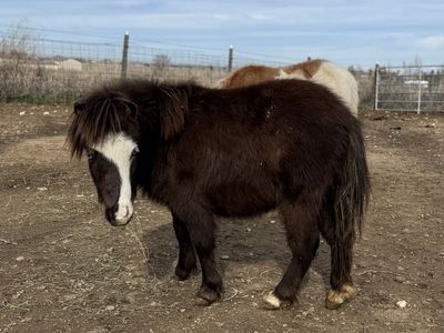Mini Horse
