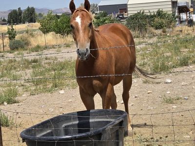3 year old Gelding