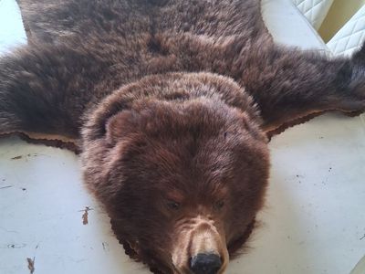 Bear Skin Rug Hide