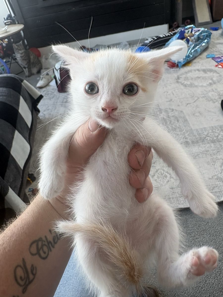 Adorable Assorted Kittens - Multiple Colors and Markings Available