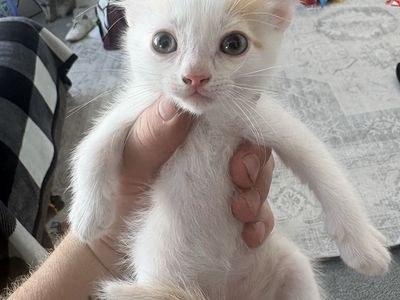 Adorable Assorted Kittens - Multiple Colors and Markings Available