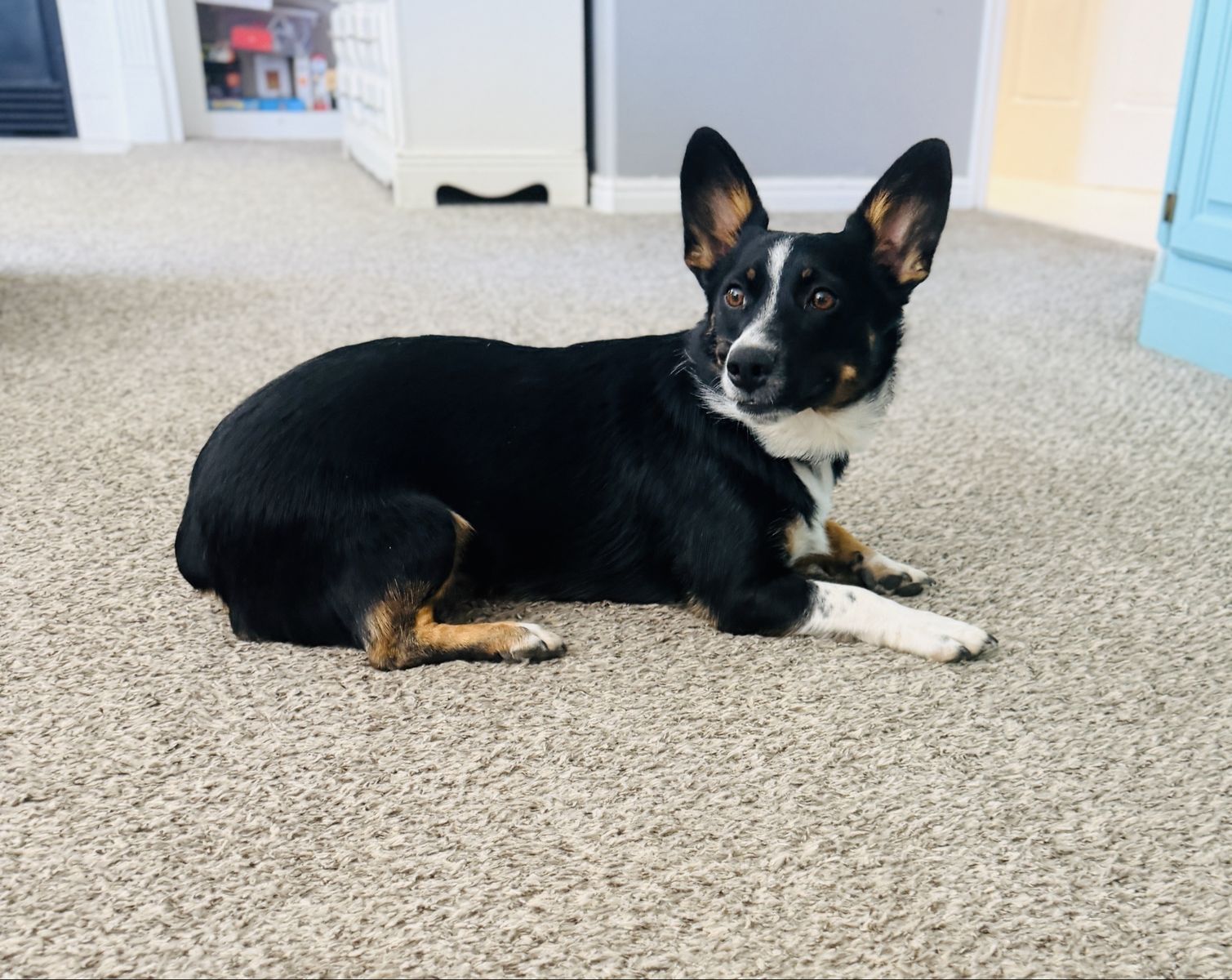 Cowboy Corgi