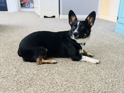 Cowboy Corgi