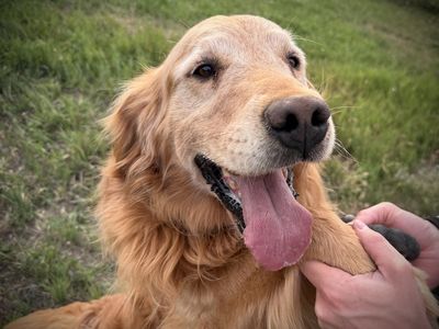 Free Golden retriever boy