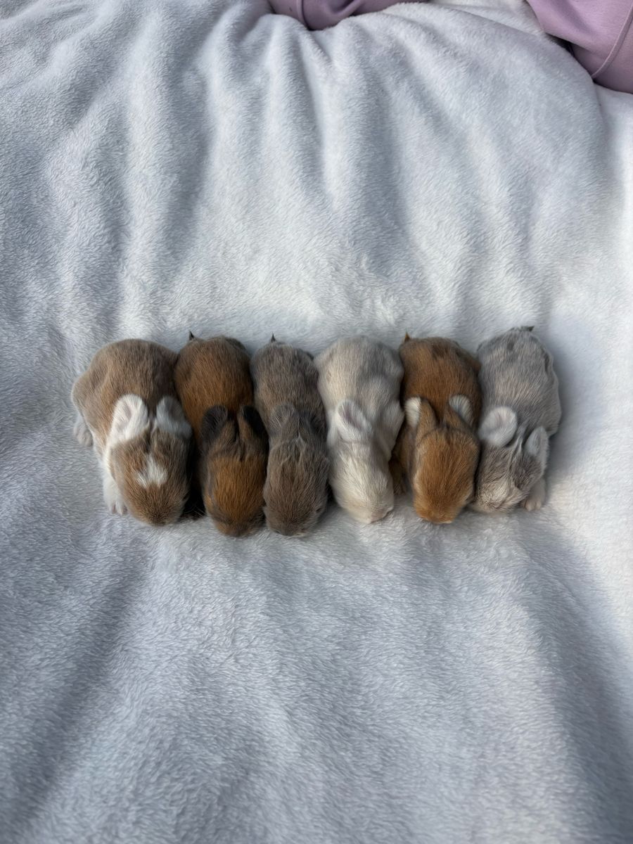 Gorgeous Purebred partial pedigree holland lop babies!