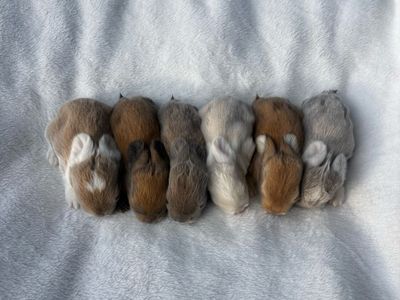 Gorgeous Purebred partial pedigree holland lop babies!