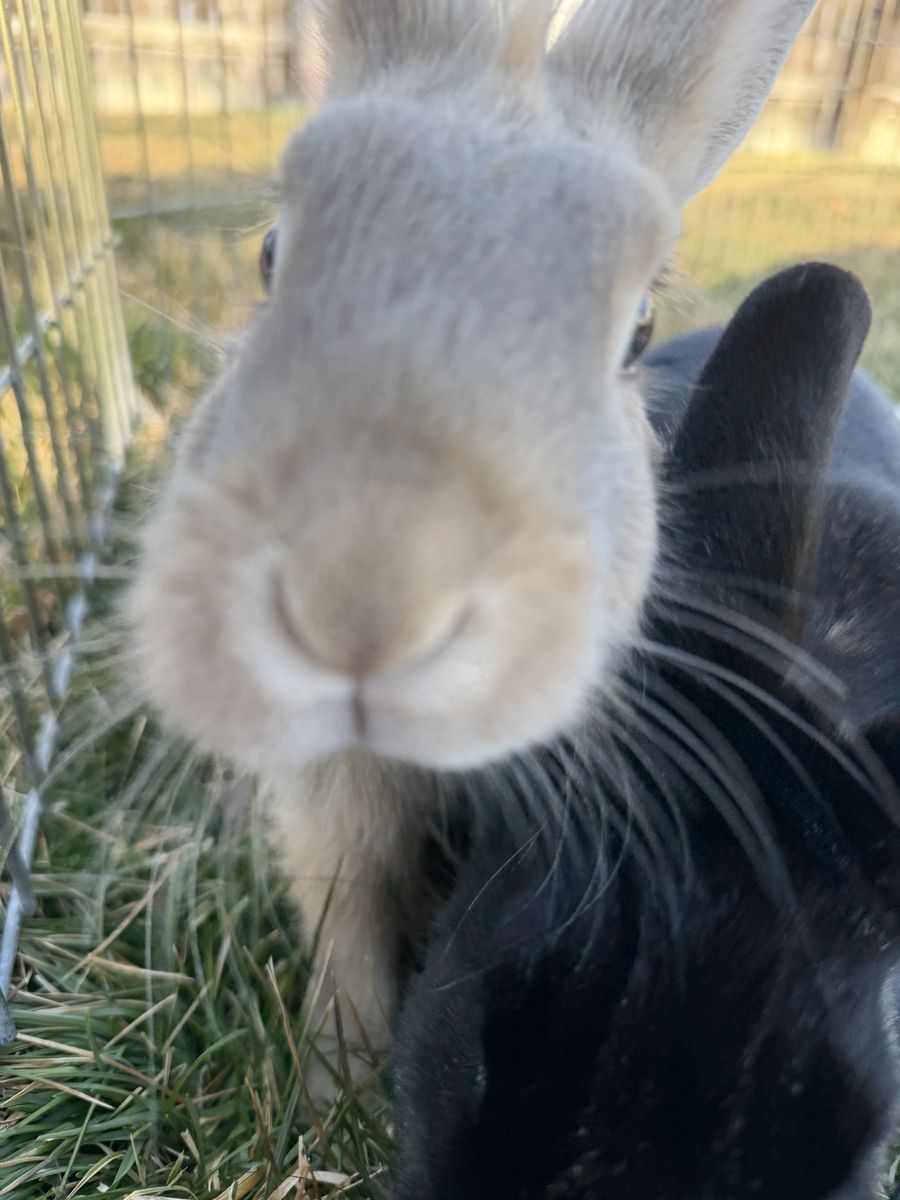 2 Female Bunnies. + New Hutch & Supplies.