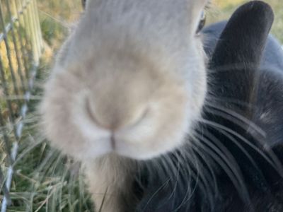 2 Female Bunnies. + New Hutch & Supplies.