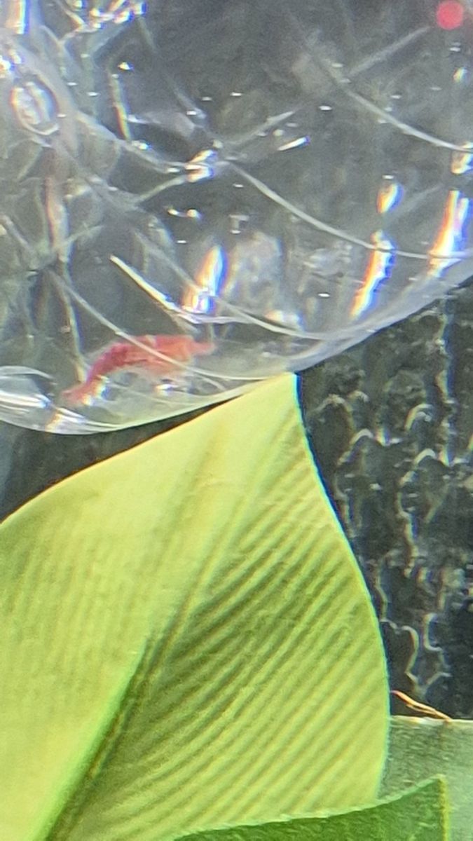 Juvenile Red Claw Macrobrachium Prawn hitchhiker