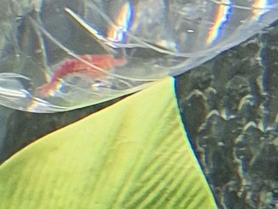 Juvenile Red Claw Macrobrachium Prawn hitchhiker