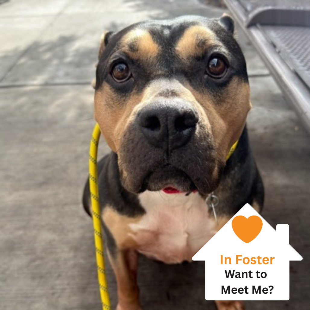 Hello my name is Harley