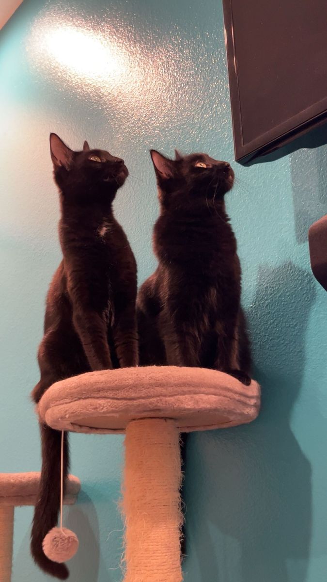 2 Kitties Need Home