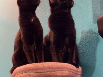 2 Kitties Need Home