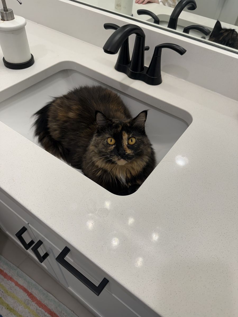 Three Year Old Tortus Shell Cat