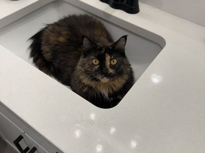 Three Year Old Tortus Shell Cat