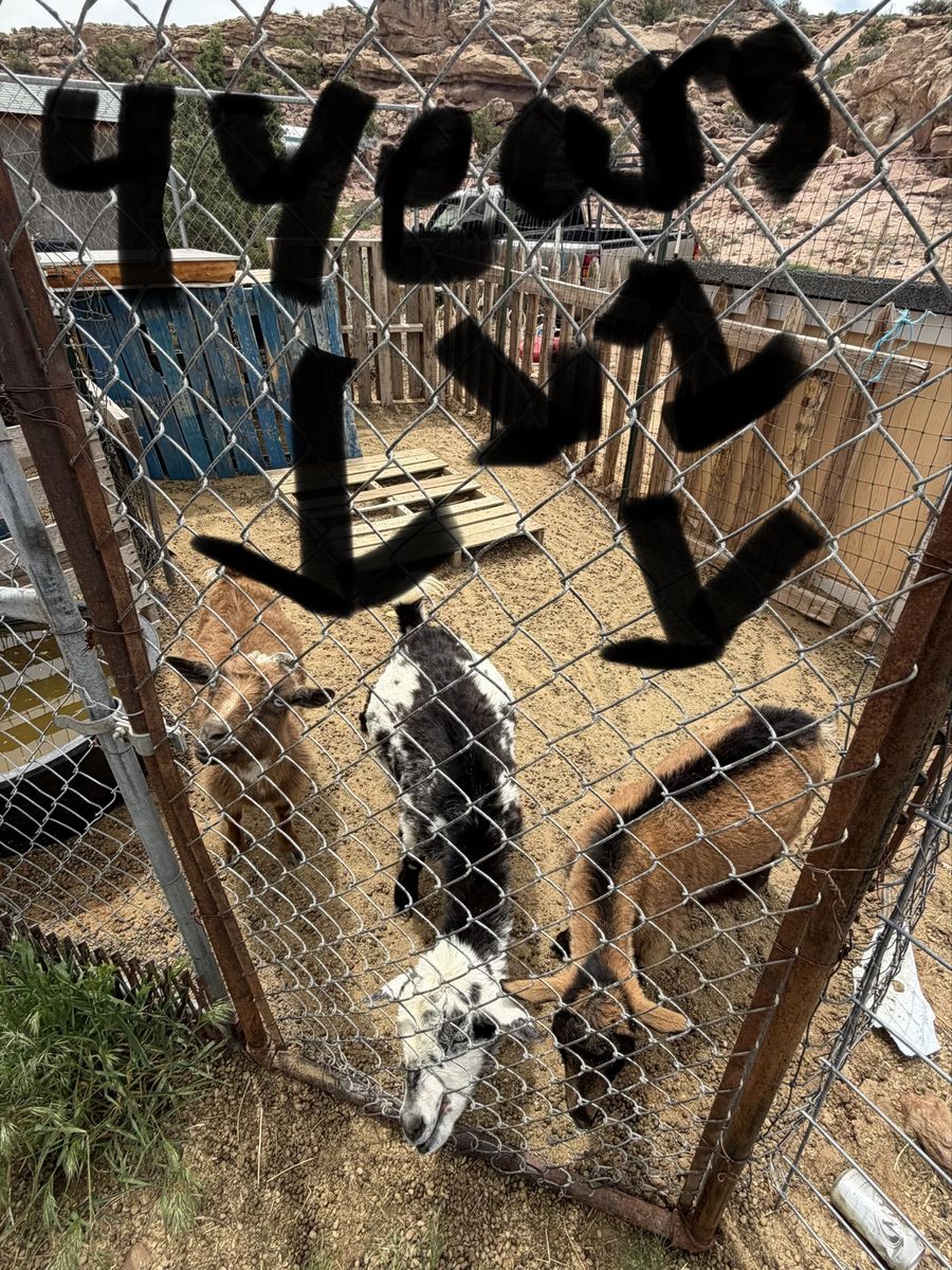 Goats for sale