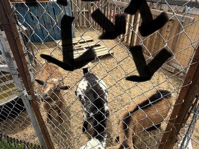 Goats for sale