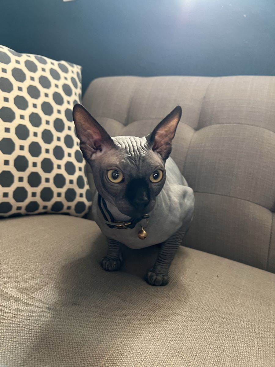 TICA Registered Sphynx Stud Service - Amir: HCM-Tested Lineage, Affectionate Temperament