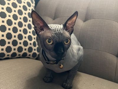 TICA Registered Sphynx Stud Service - Amir: HCM-Tested Lineage, Affectionate Temperament