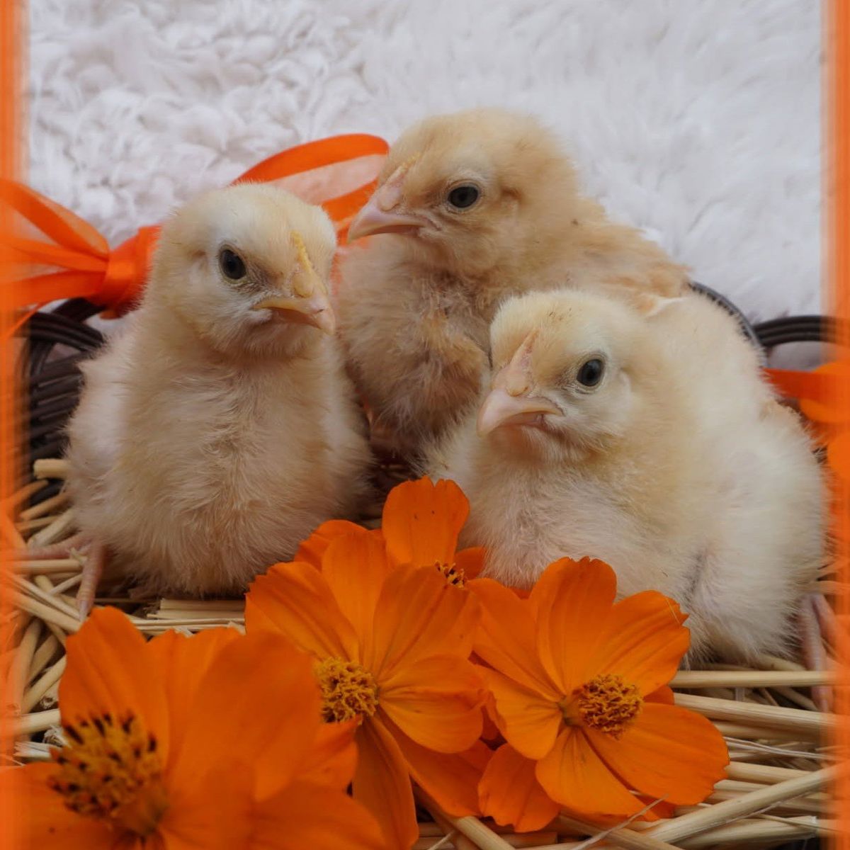 Locally Hatched Buff Orpington Chicks
These littl