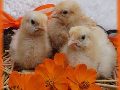Locally Hatched Buff Orpington Chicks
These littl