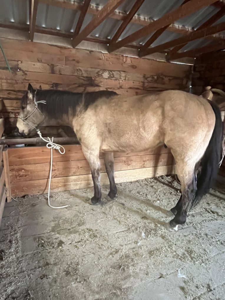 8 Yr Old Buckskin Gelding