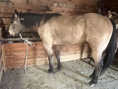 8 Yr Old Buckskin Gelding