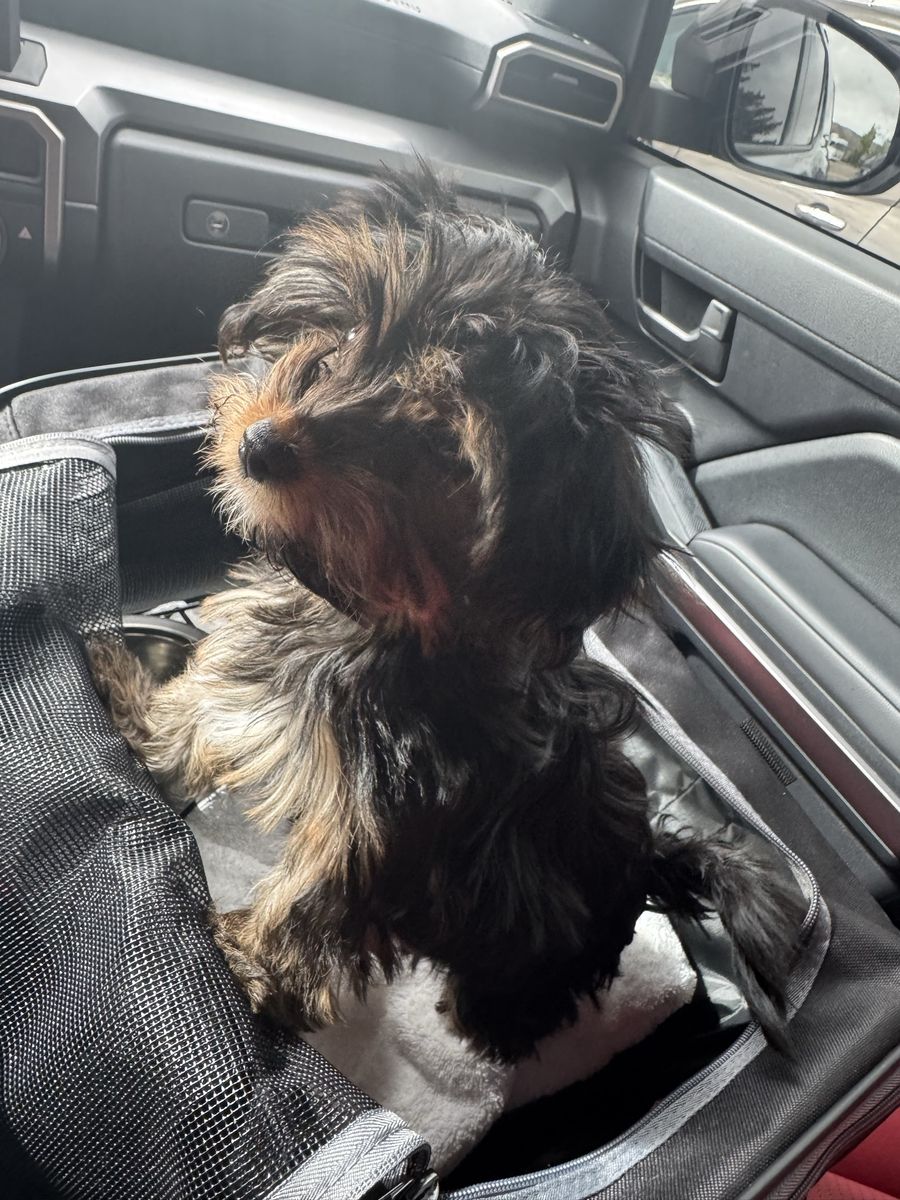 Full bred Yorkie puppy 8 months old female