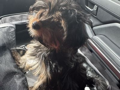 Full bred Yorkie puppy 8 months old female