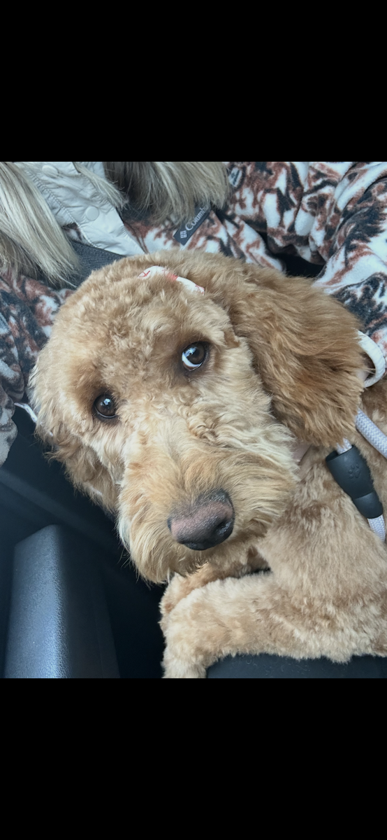 Rehoming - 10 Month Labradoodle