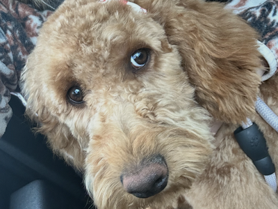 Rehoming - 10 Month Labradoodle