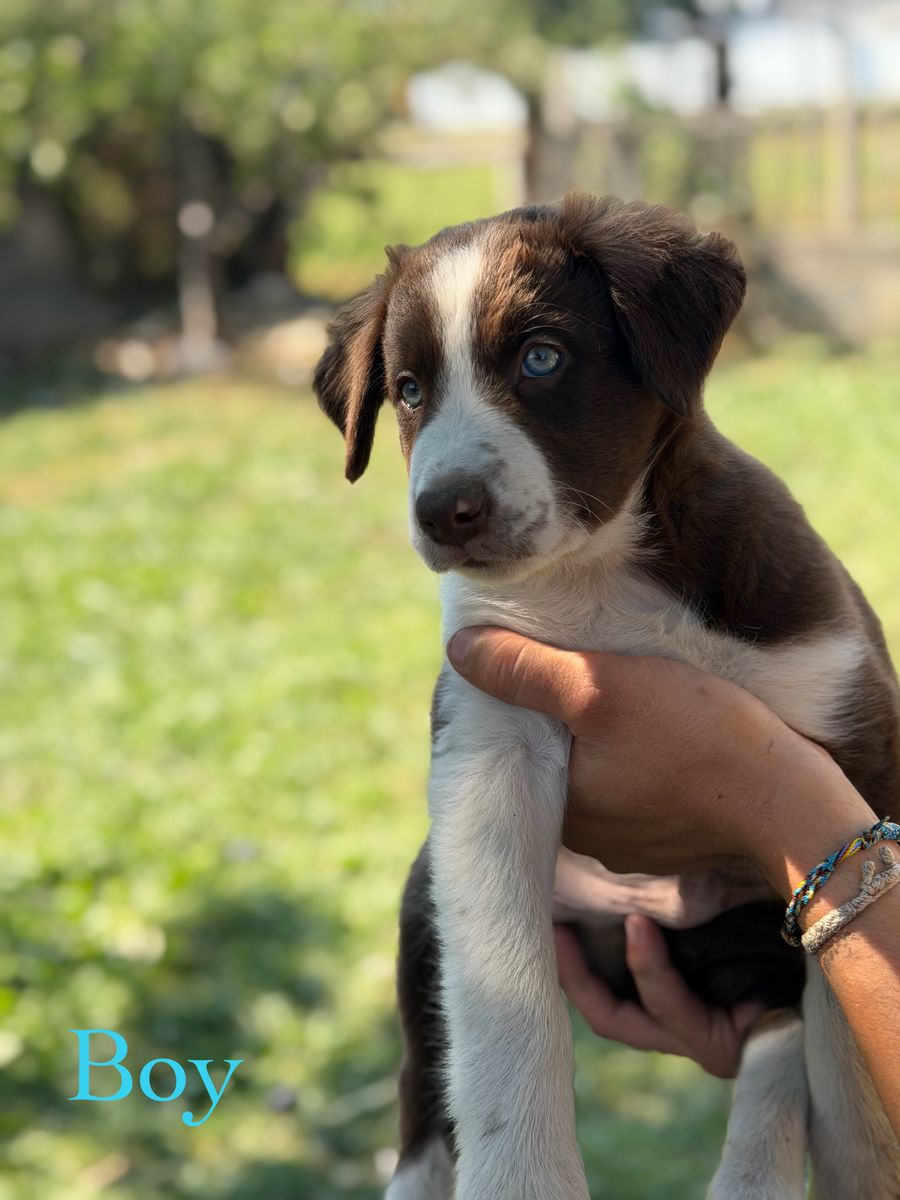 Border Collie Puppies Working Dog’s 