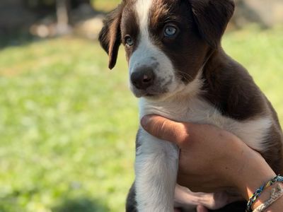Border Collie Puppies Working Dog’s