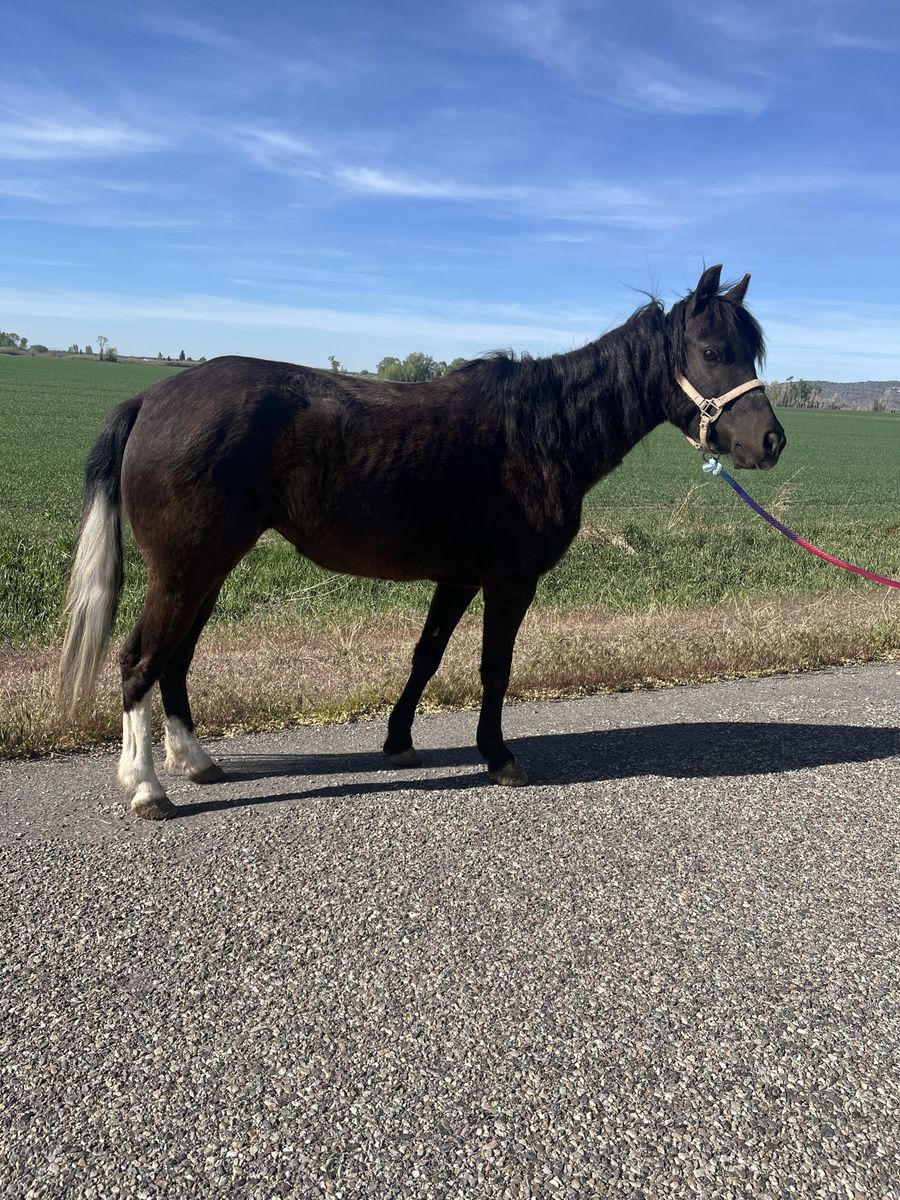 Calm Broke Pony