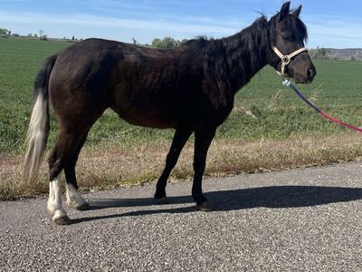 Pending! Calm Broke Pony